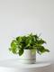Cascading Pothos
