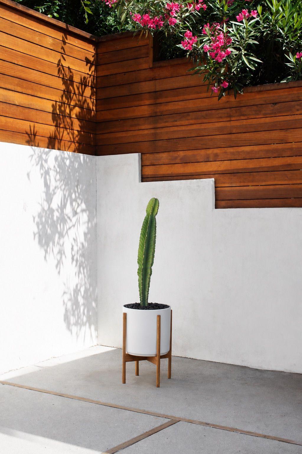 Jade Cactus