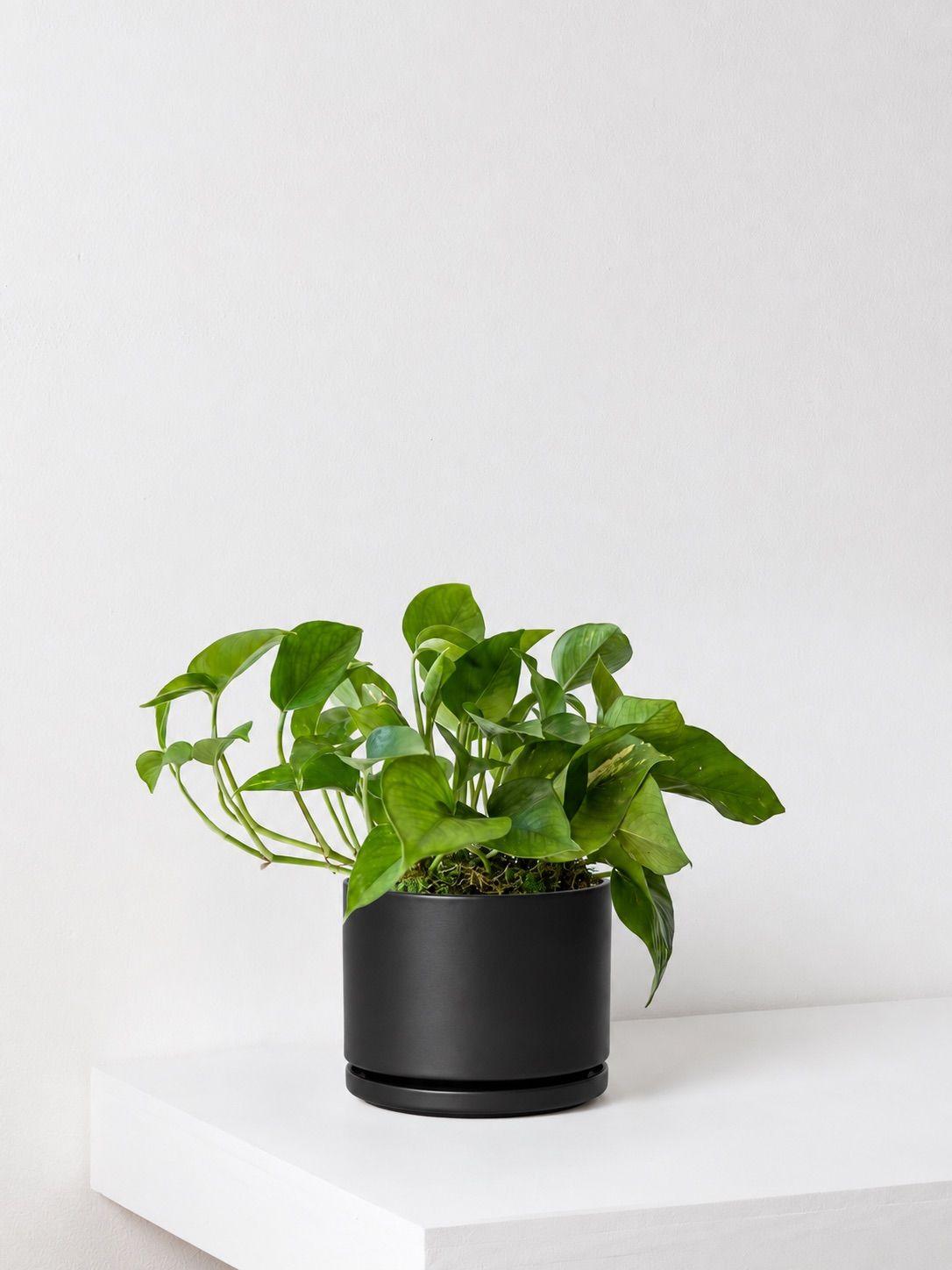 Cascading Pothos