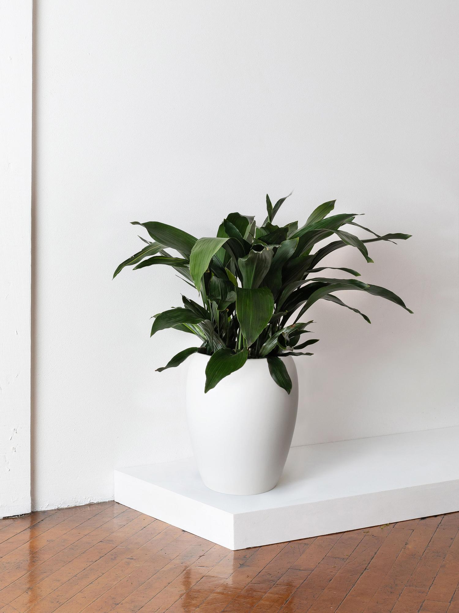 Cast Iron Plant - White Calix Pot 