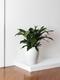 Cast Iron Plant