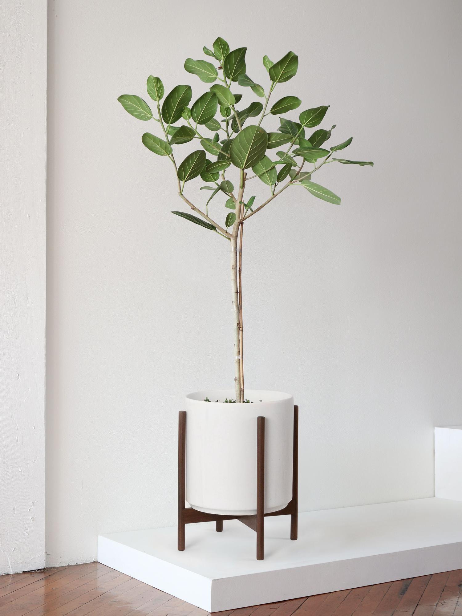 Ficus Audrey Tree