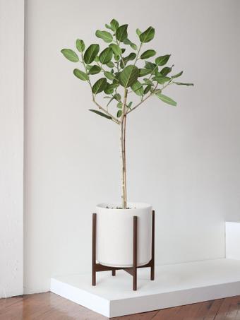 indoor plants picture