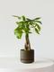 Braided Money Tree