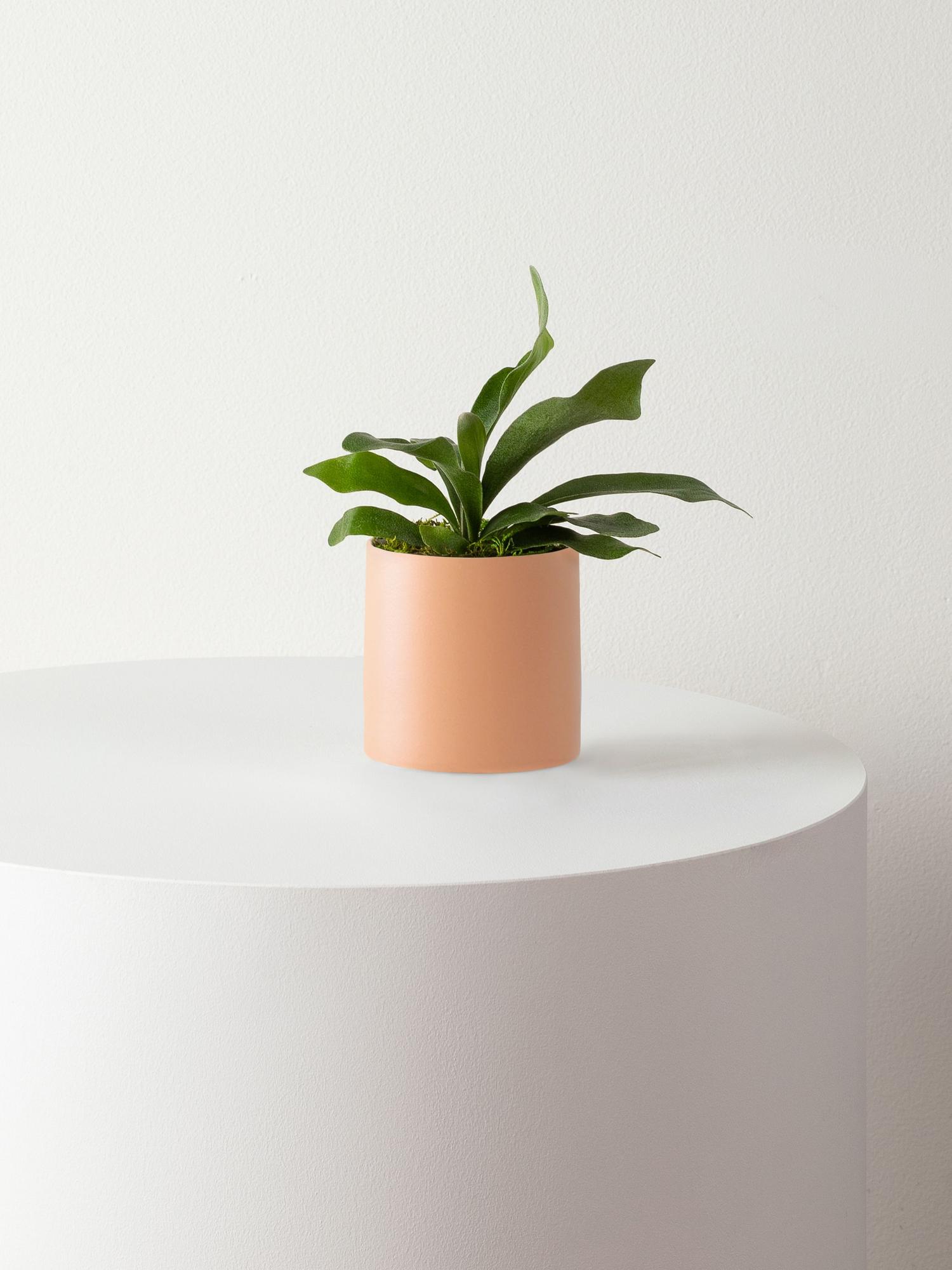 Staghorn Fern