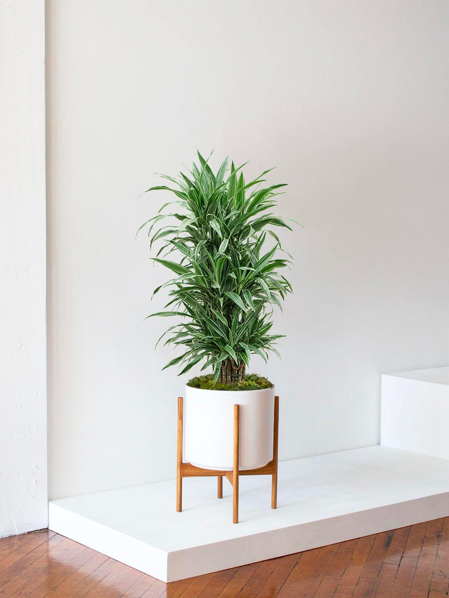Dracaena Deremensis
