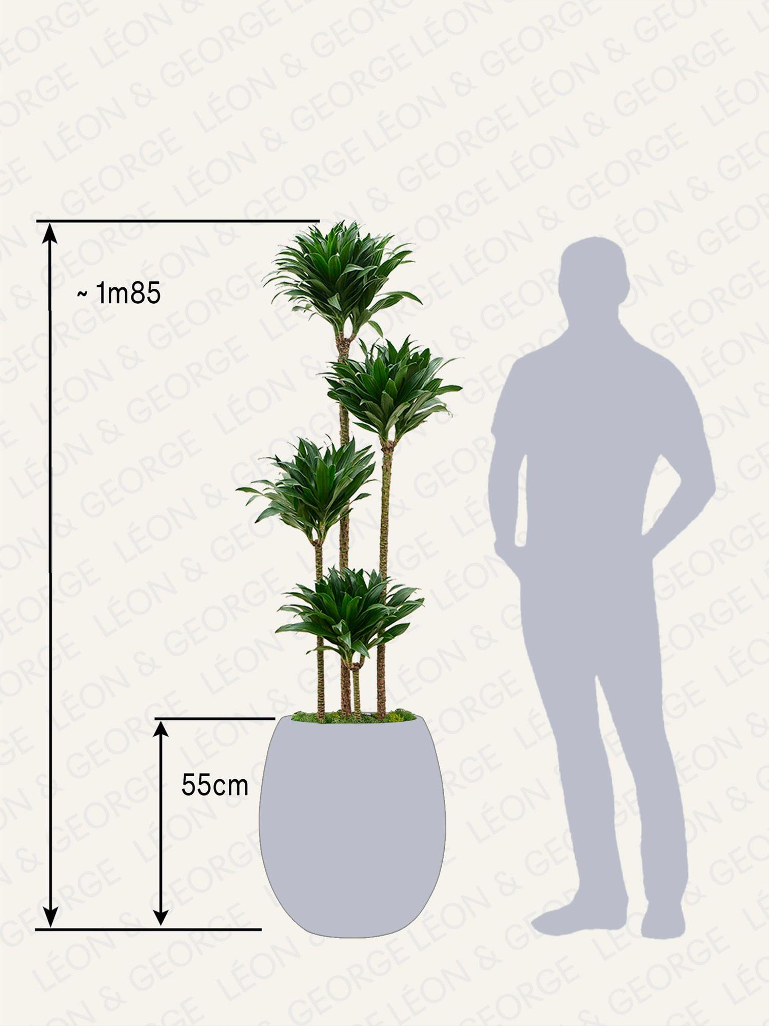 Dracaena Fragrans Compacta