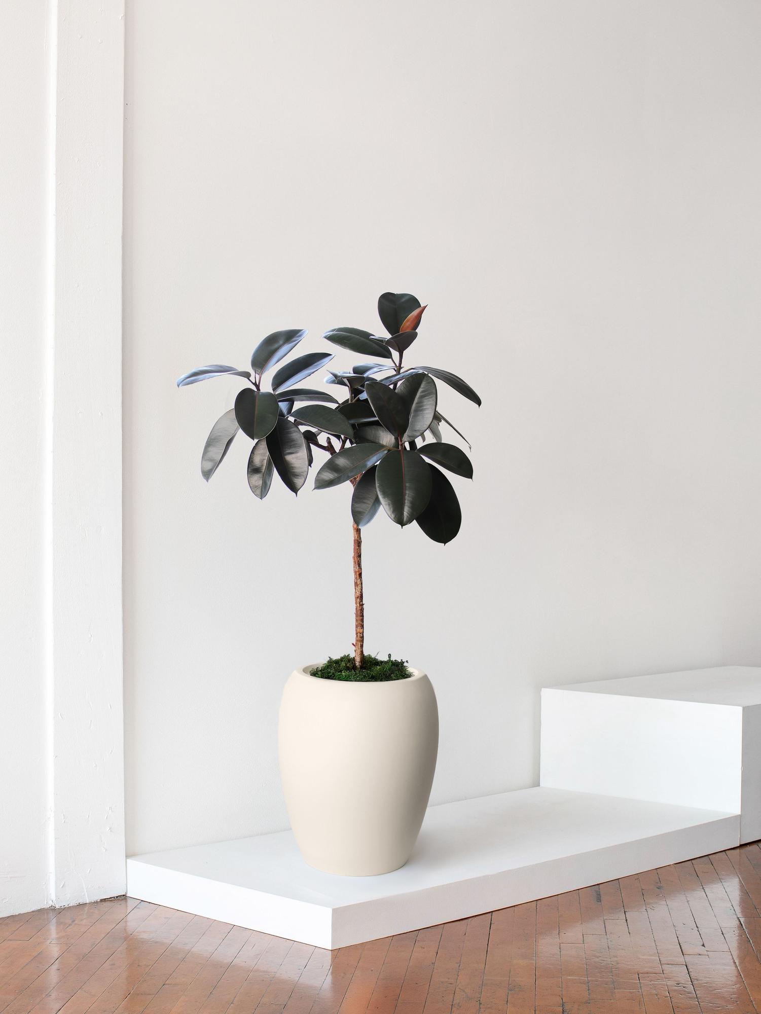 Rubber Tree 