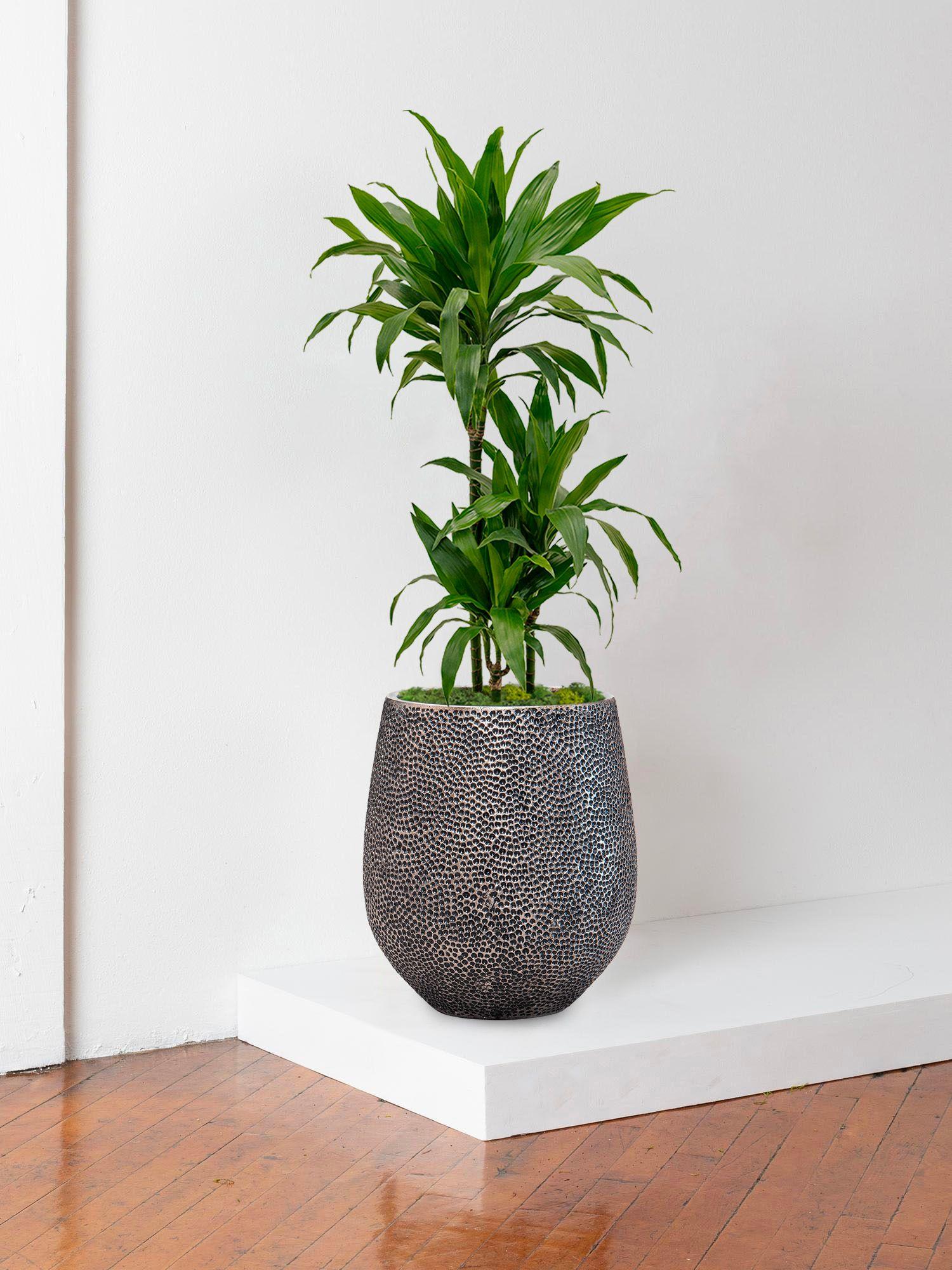 Dracaena Fragrans Janet - Le 24 - Dune argent 