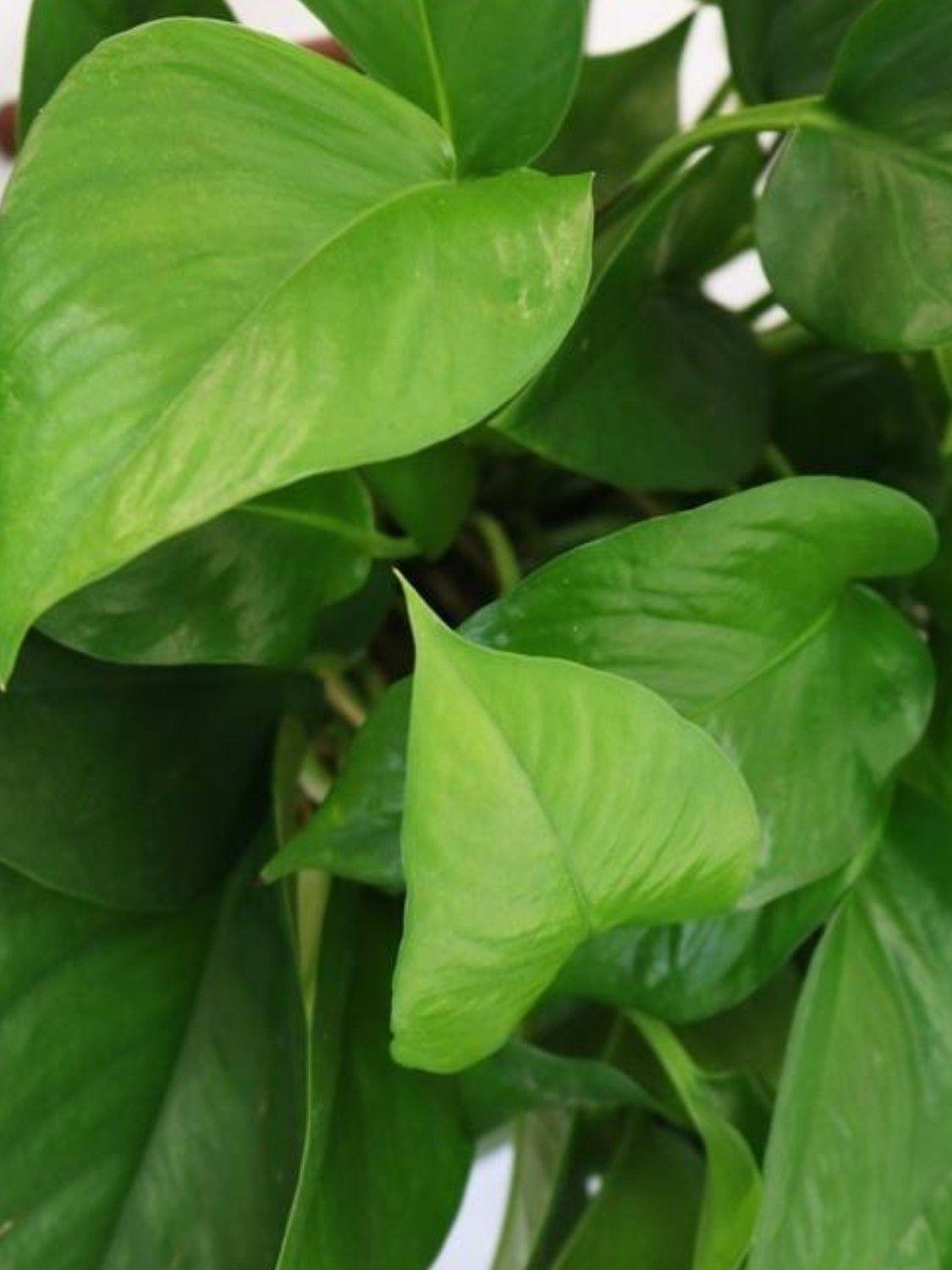 Cascading Pothos