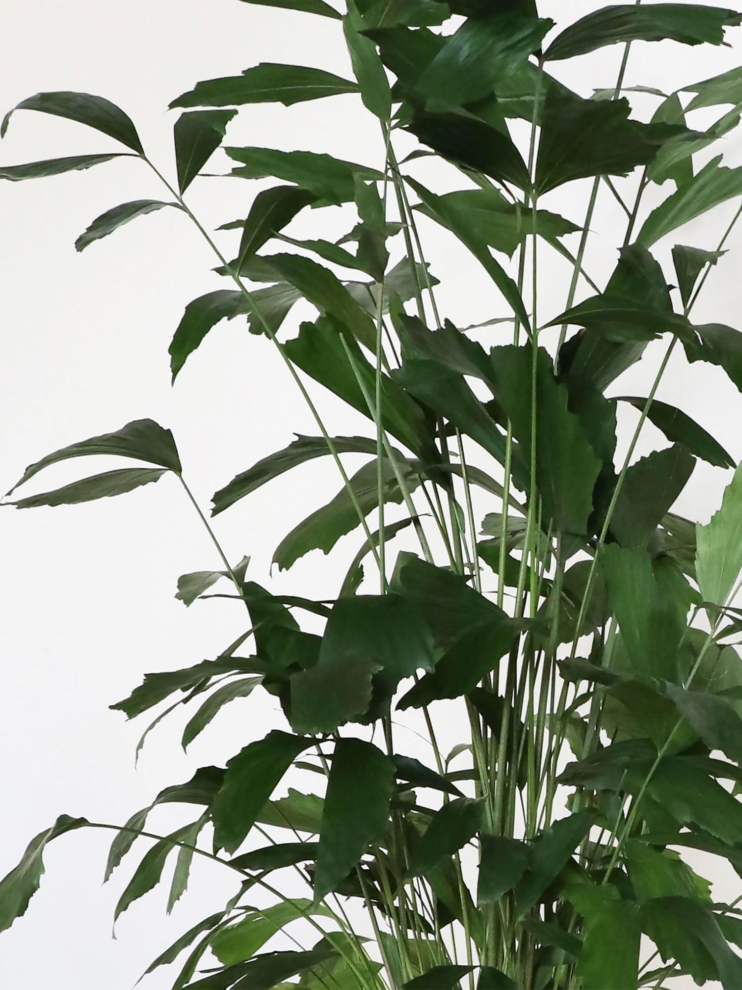 Caryota - Mid-Century