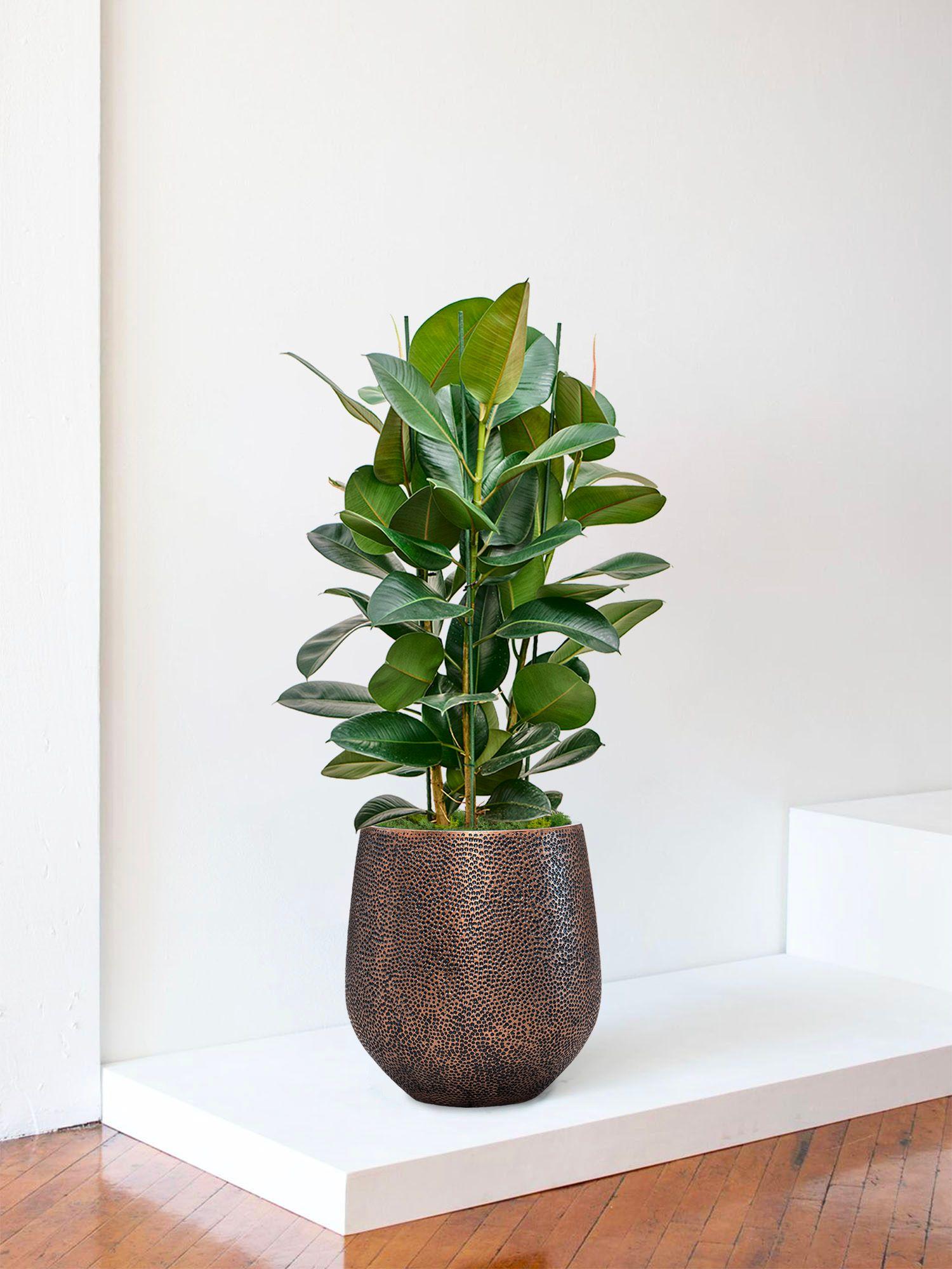 Ficus Elastica Robusta - Le 30 - Dune cuivre 