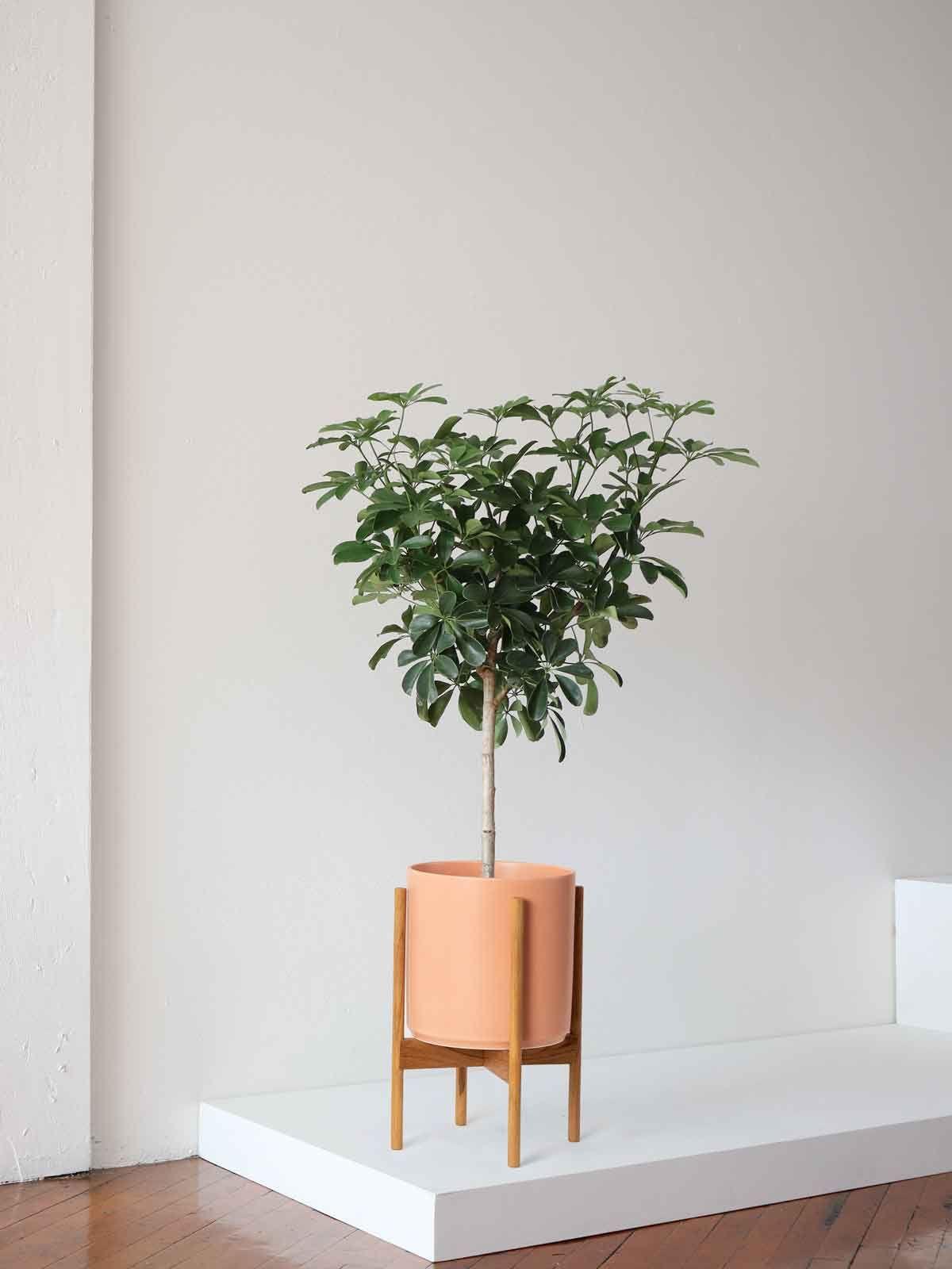 Schefflera Tree