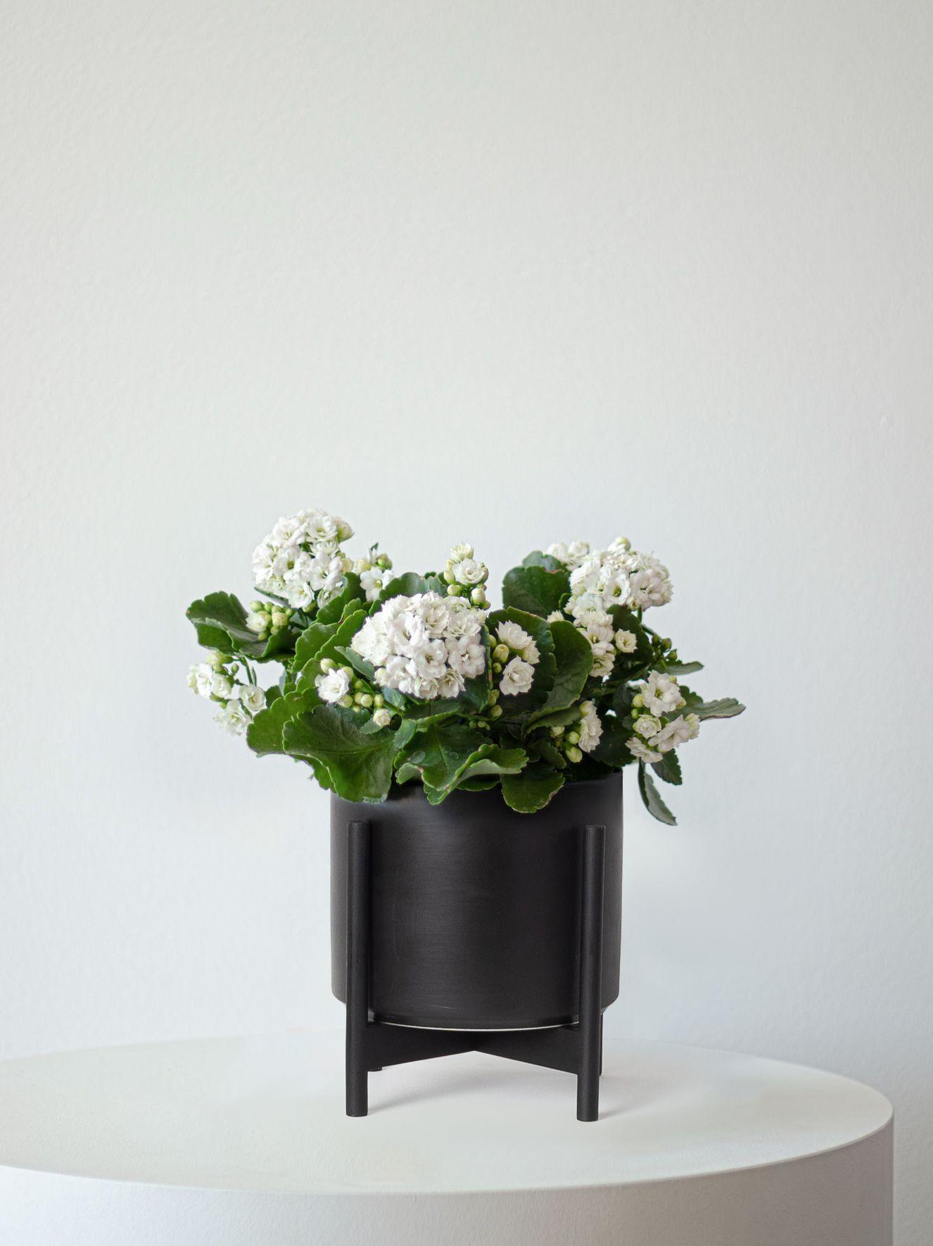 Snowdrop Calandiva