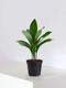 Aspidistra Elatior