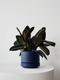 Rubber Plant