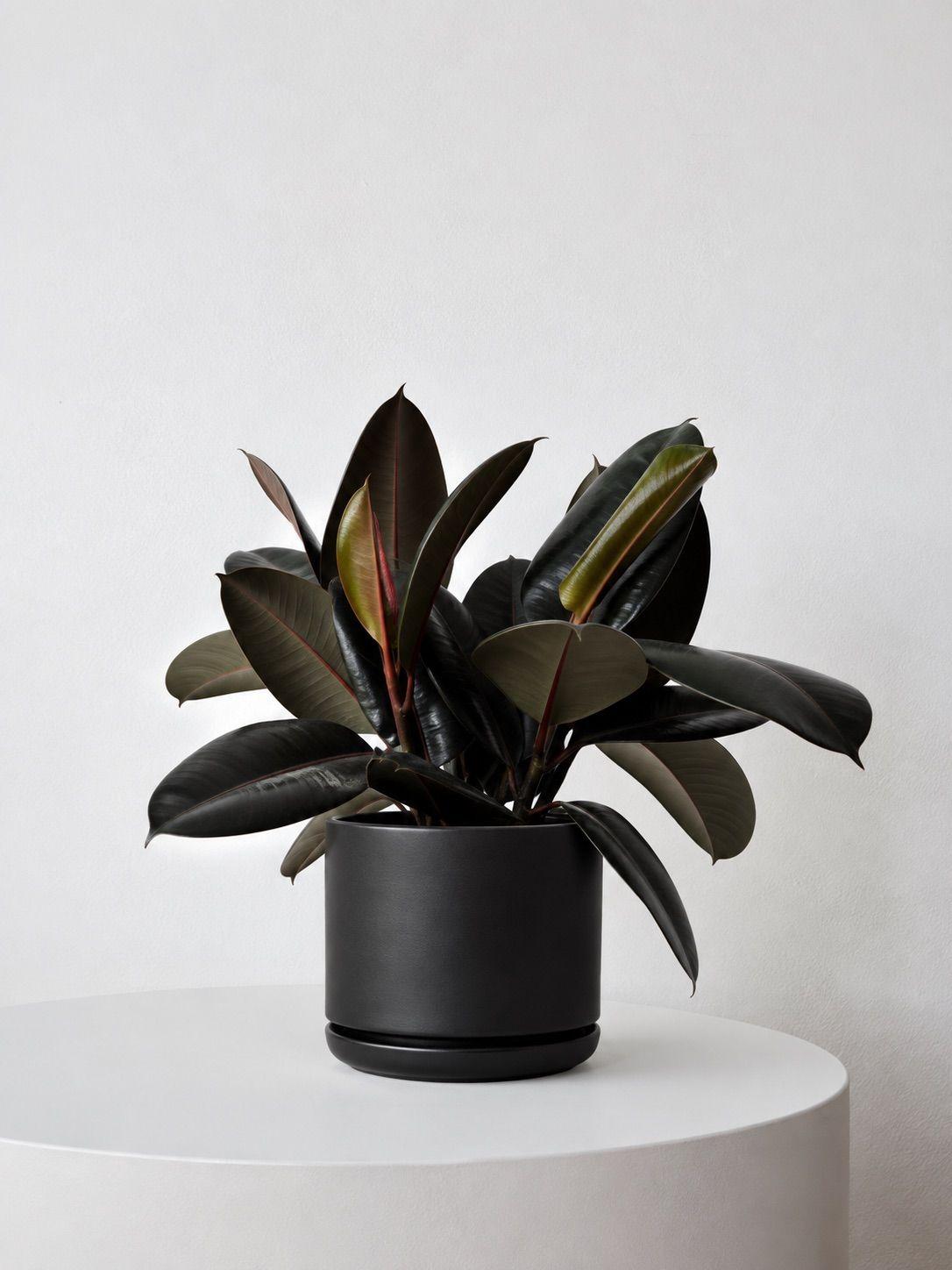Rubber Plant
