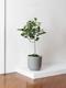 Ficus Audrey Tree