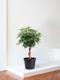Schefflera Baum