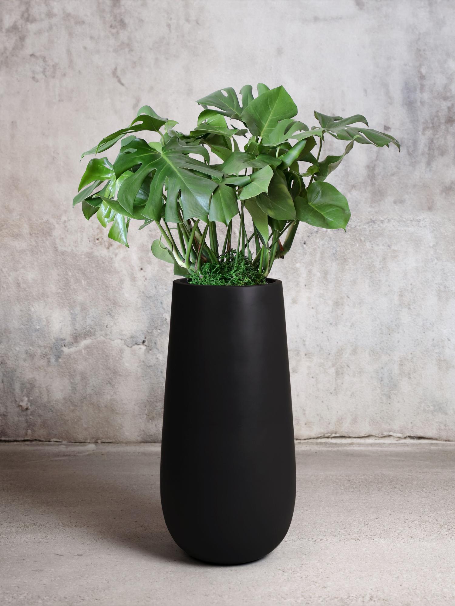 Monstera Deliciosa - Black Flute Pot 