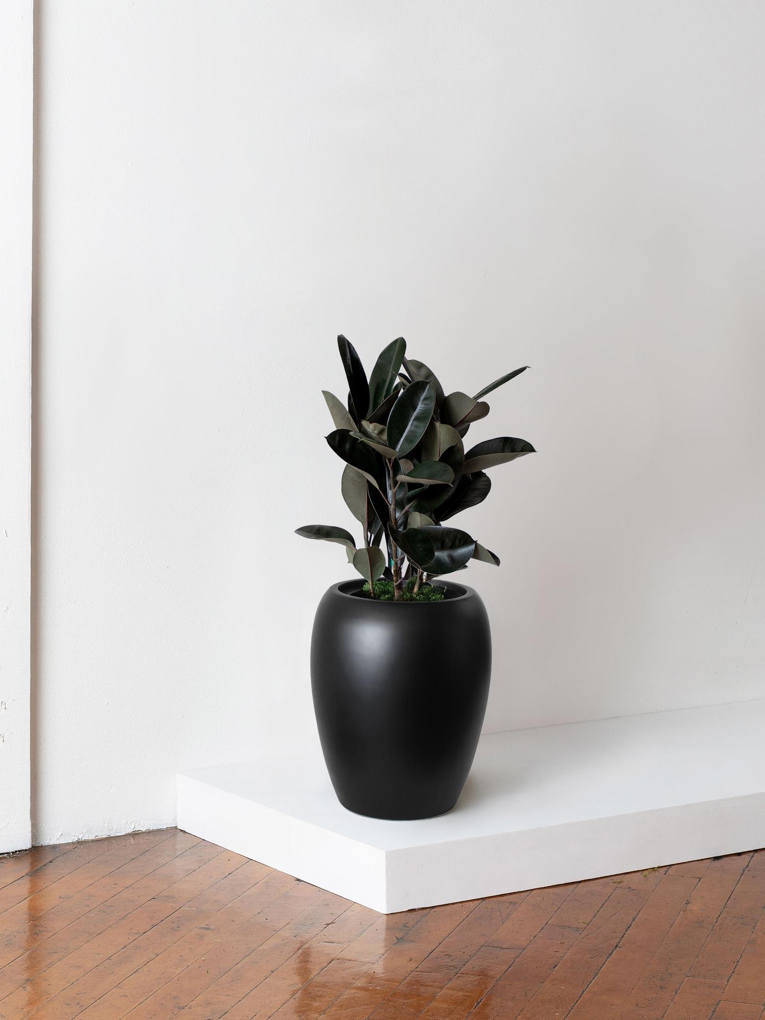 Rubber Tree