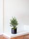 Olive Bush