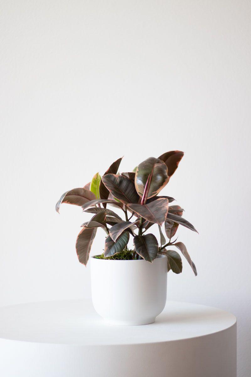 Ruby Ficus