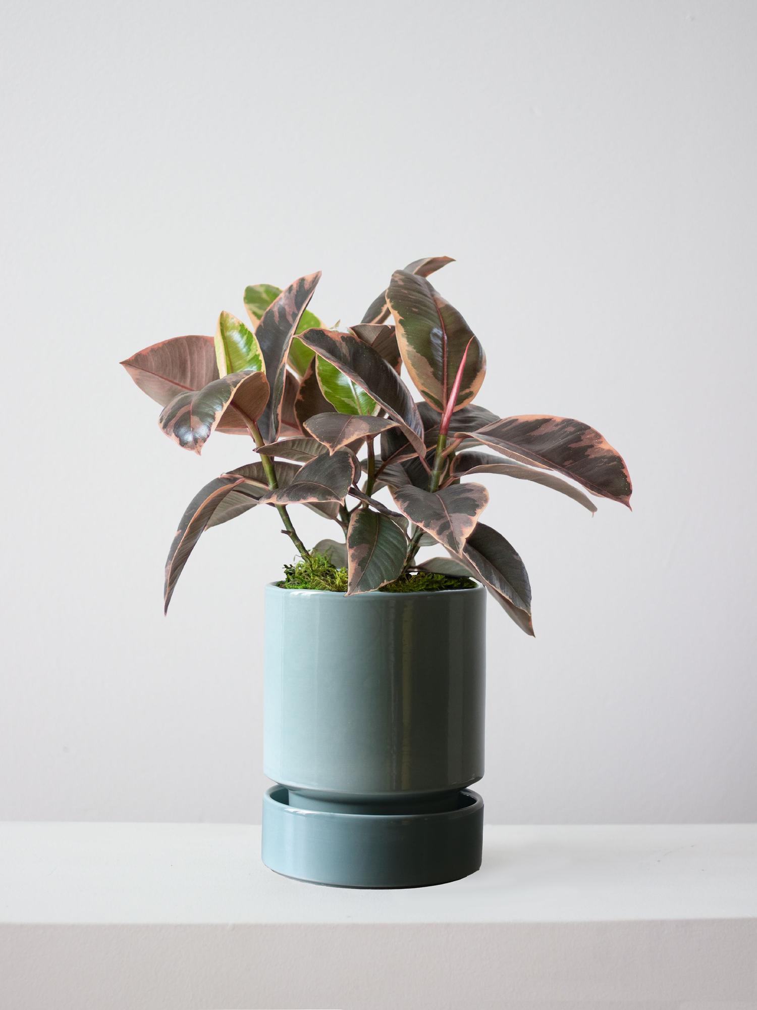 Ruby Rubber Plant