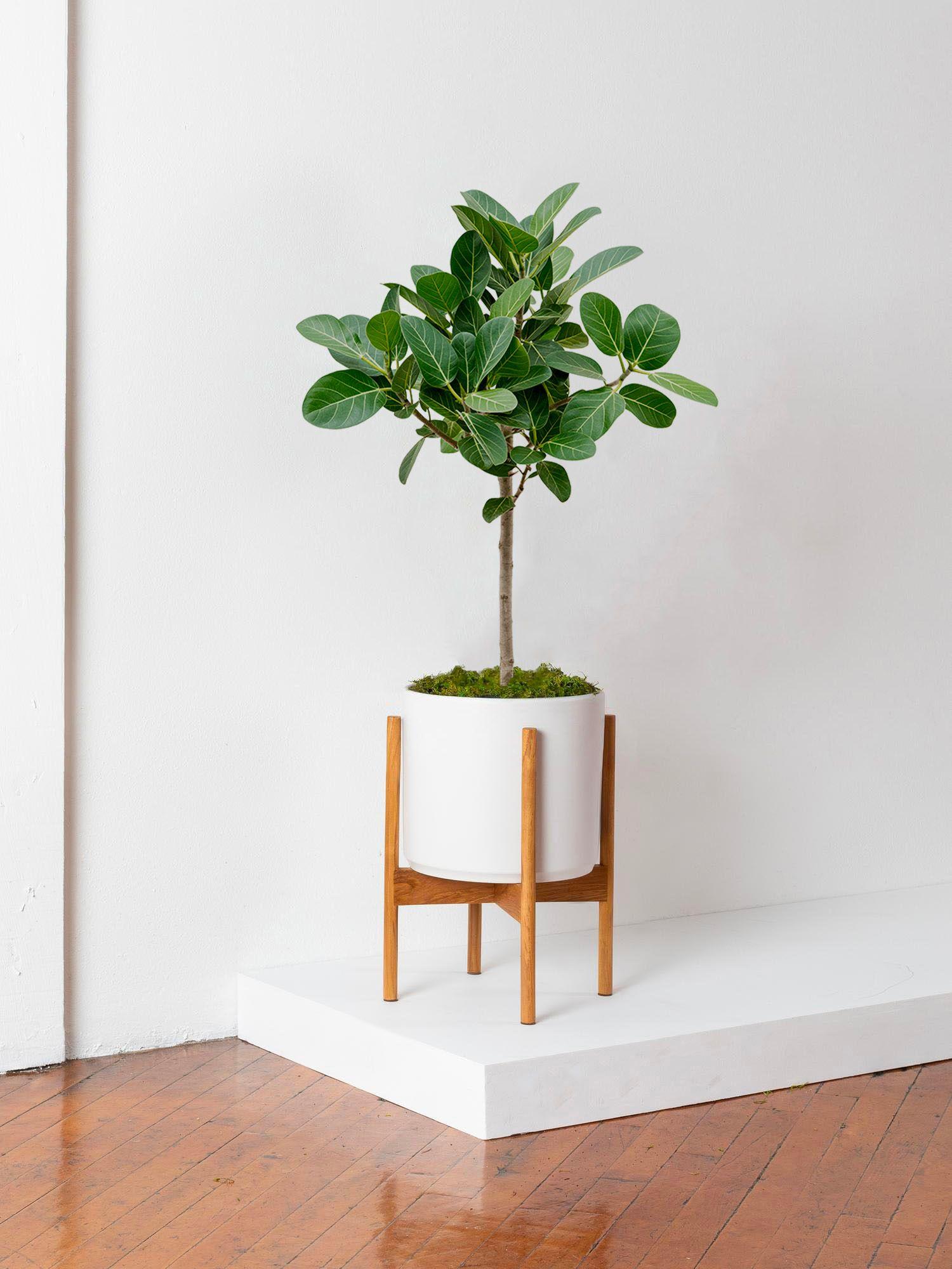 Arbre Ficus Audrey