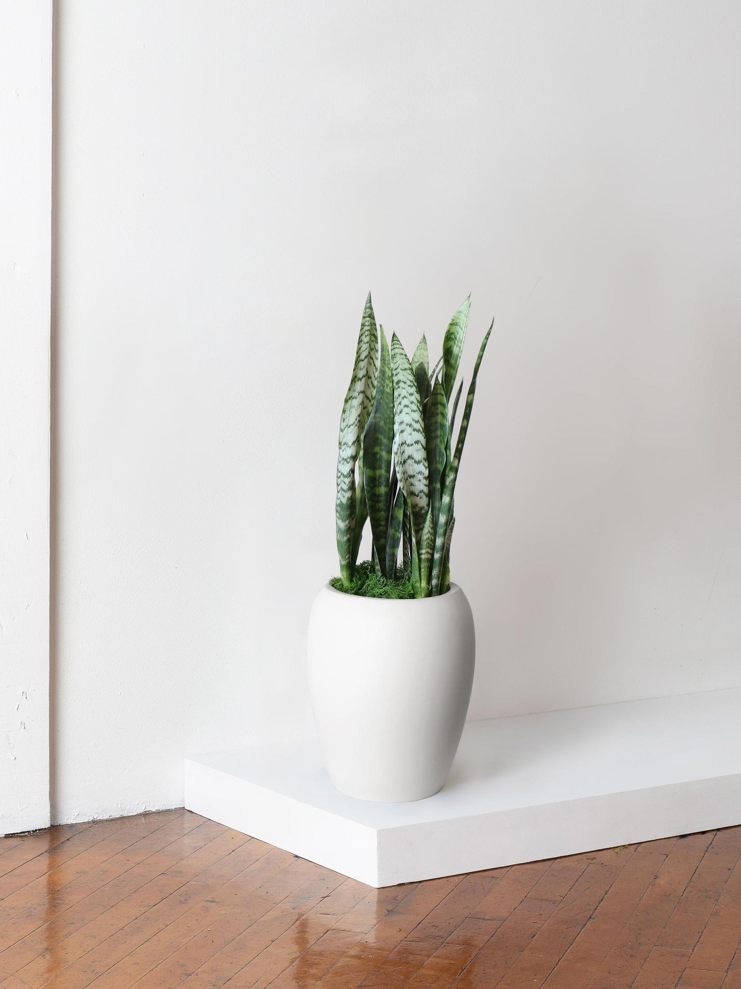 Black Coral Snake Plant