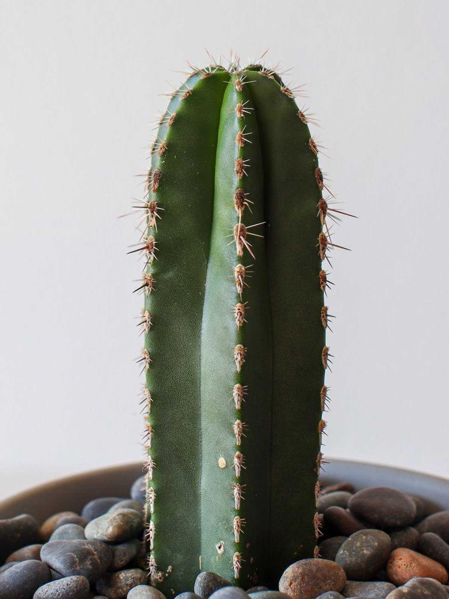 Mexican Fence Post Cactus