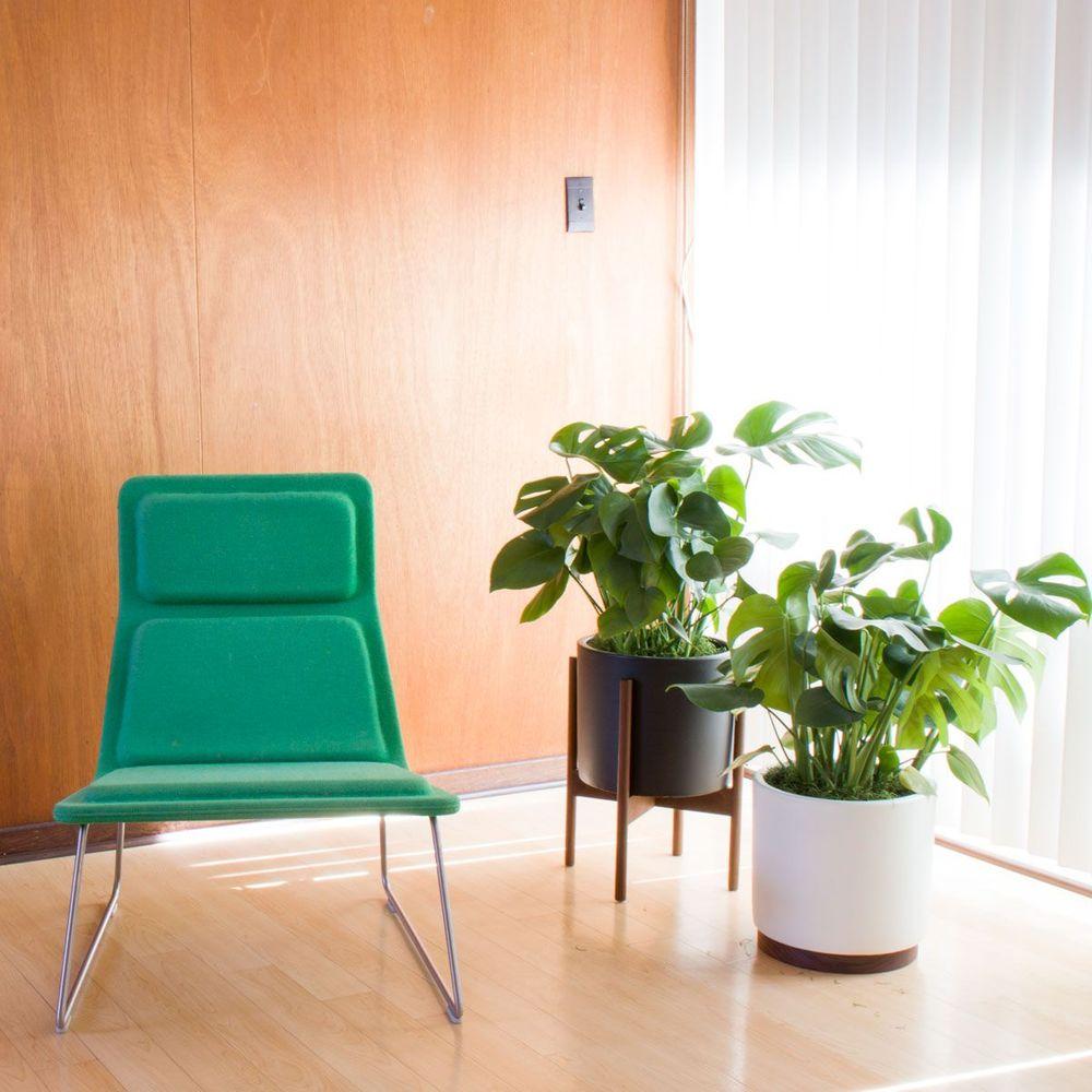 Monstera