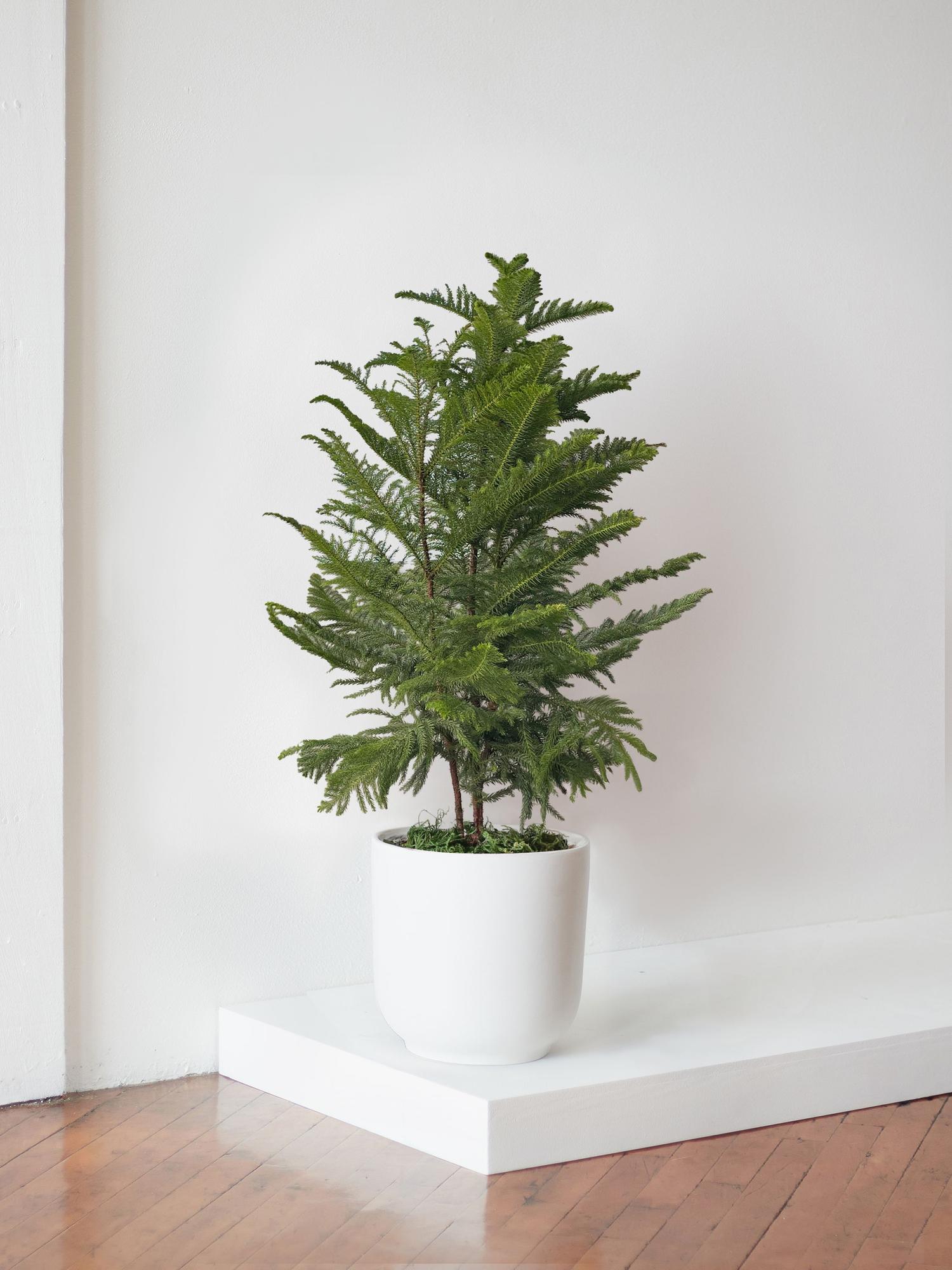 Norfolk Island Pine