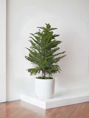 indoor plants picture