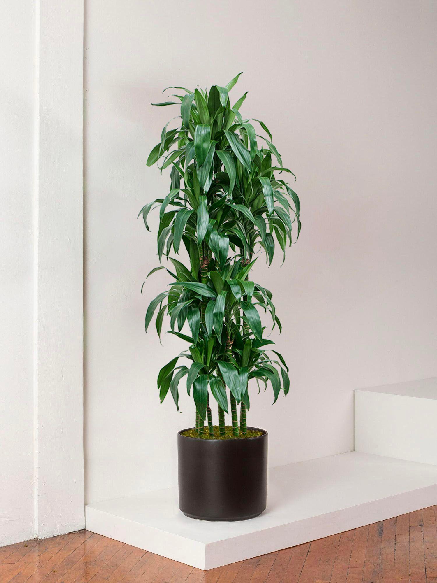 Dracaena Fragrans Janet