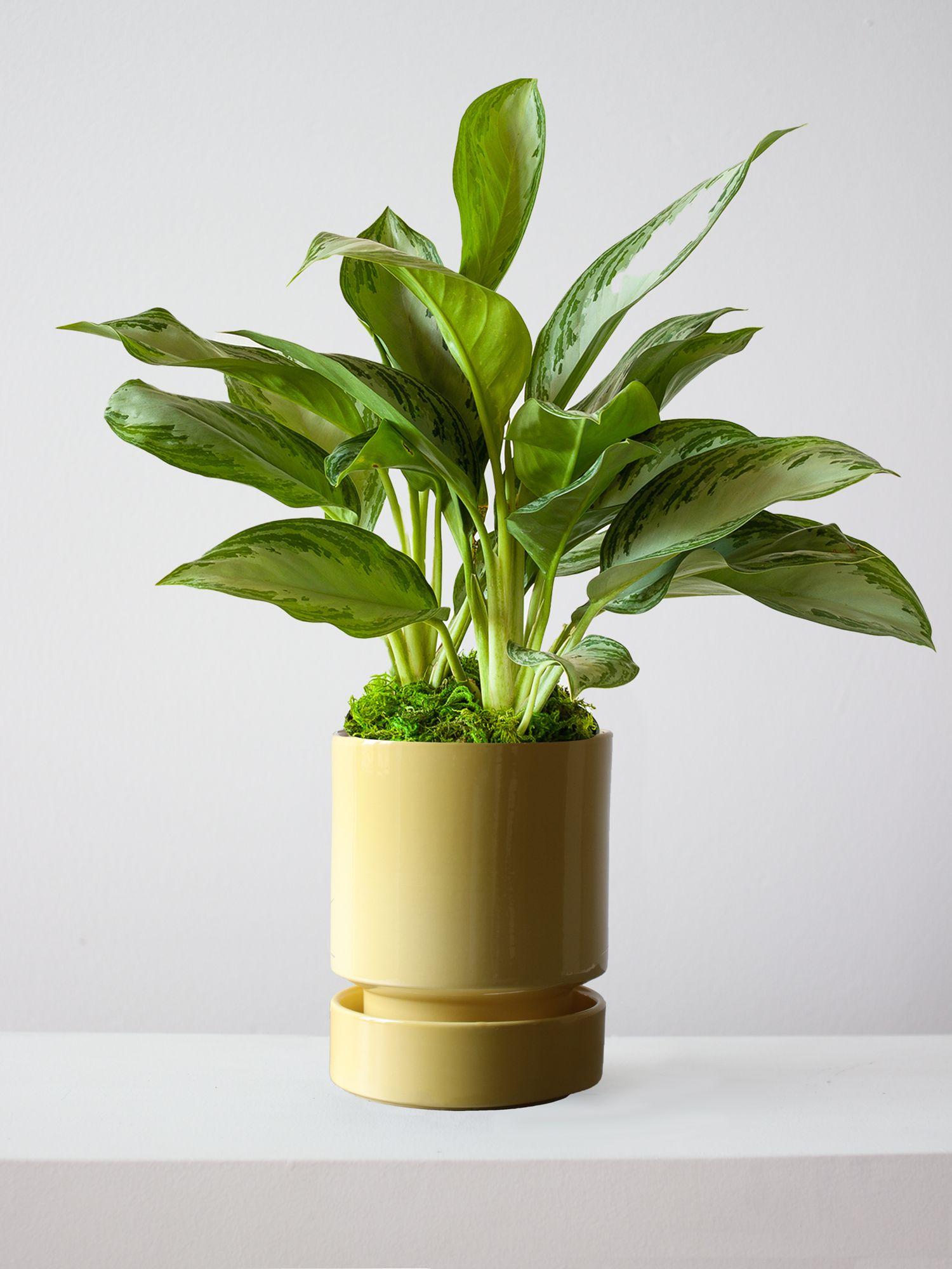 Silver Evergreen - Buttercup With Saucer 