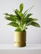 Silver Evergreen