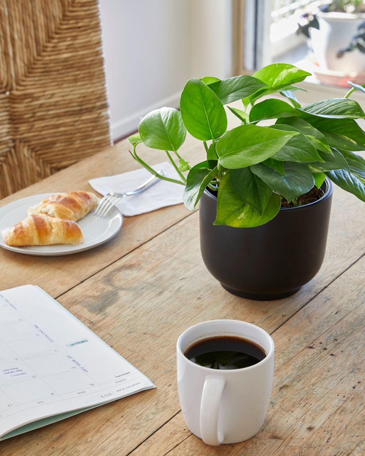 Cascading Pothos