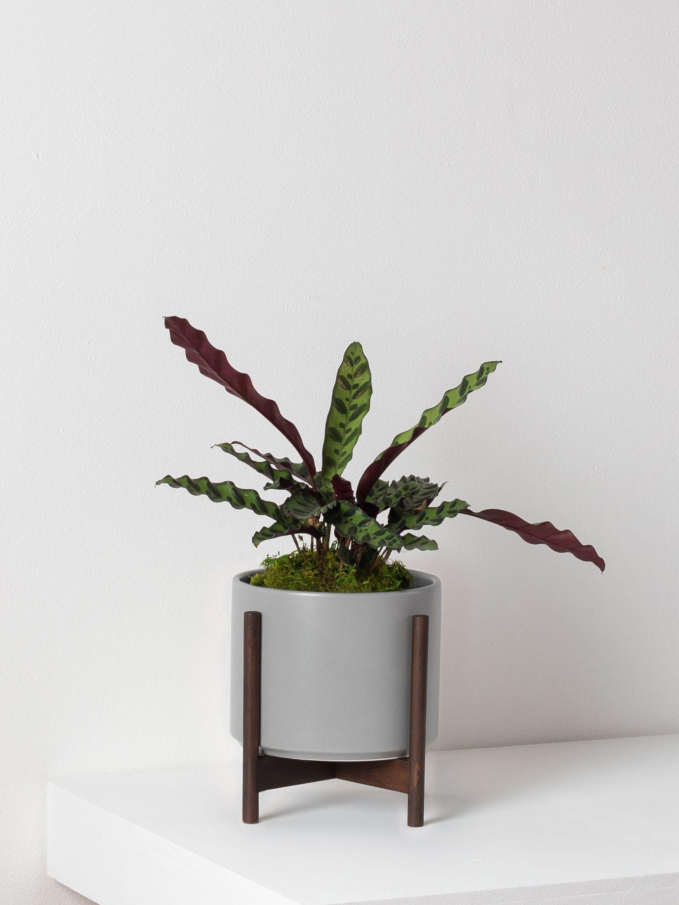 Calathea Rattlesnake