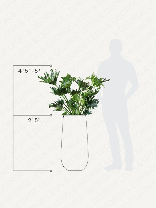 Hope Philodendron