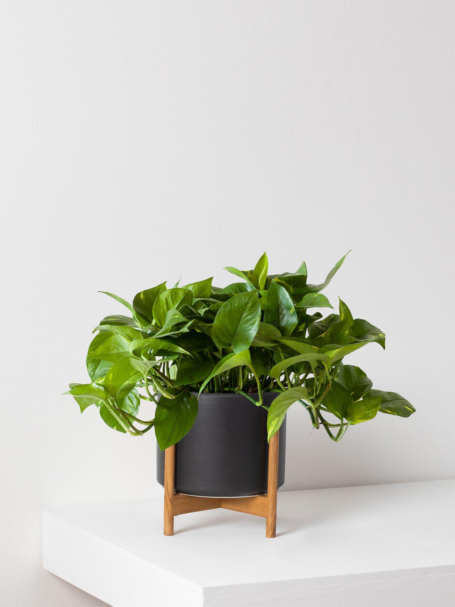 Cascading Pothos - Black Mid-Century Ceramic & Light Wood Stand 