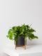 Cascading Pothos