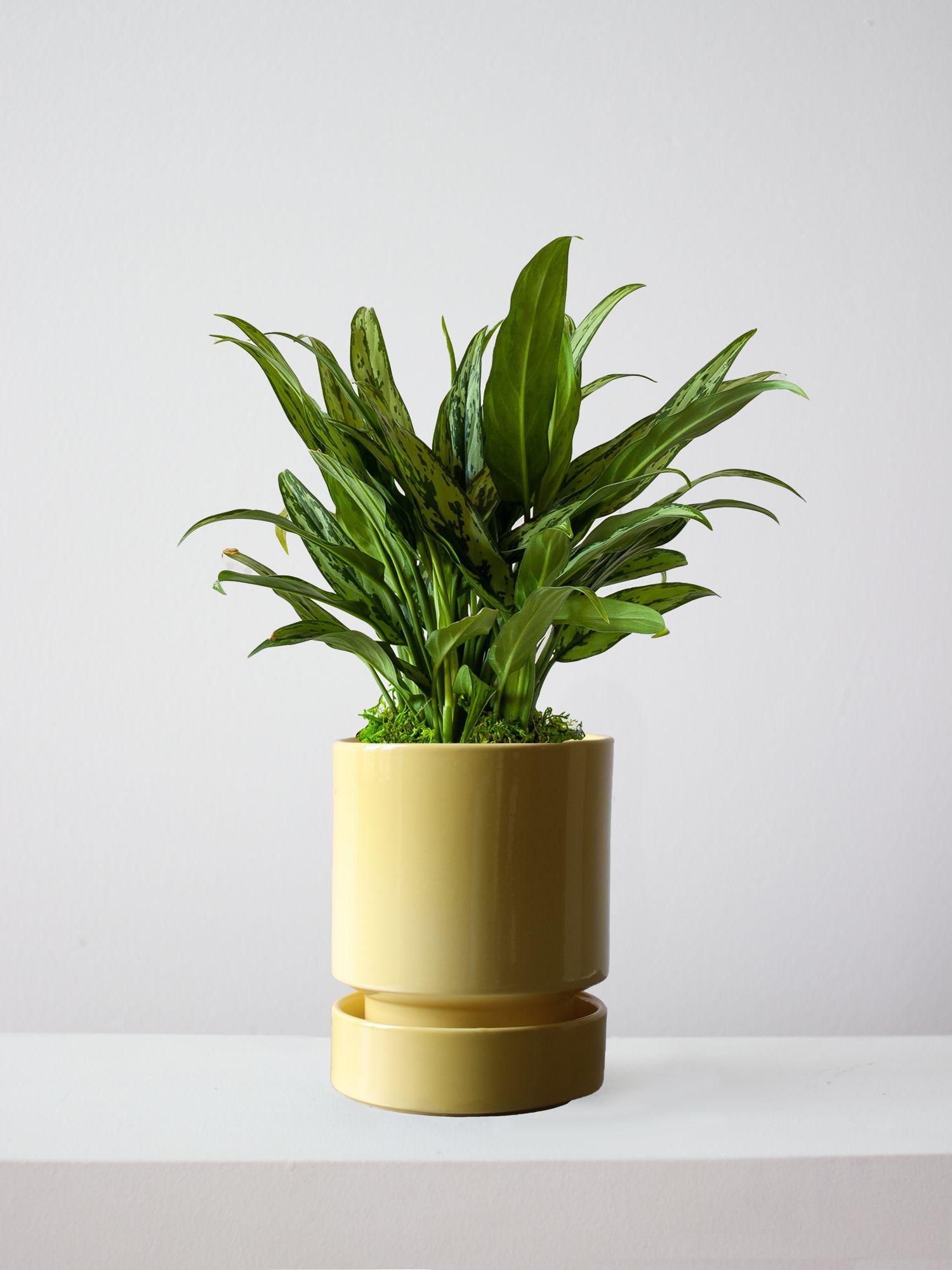 Tiger Evergreen