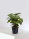 Calathea Paon de Vitória