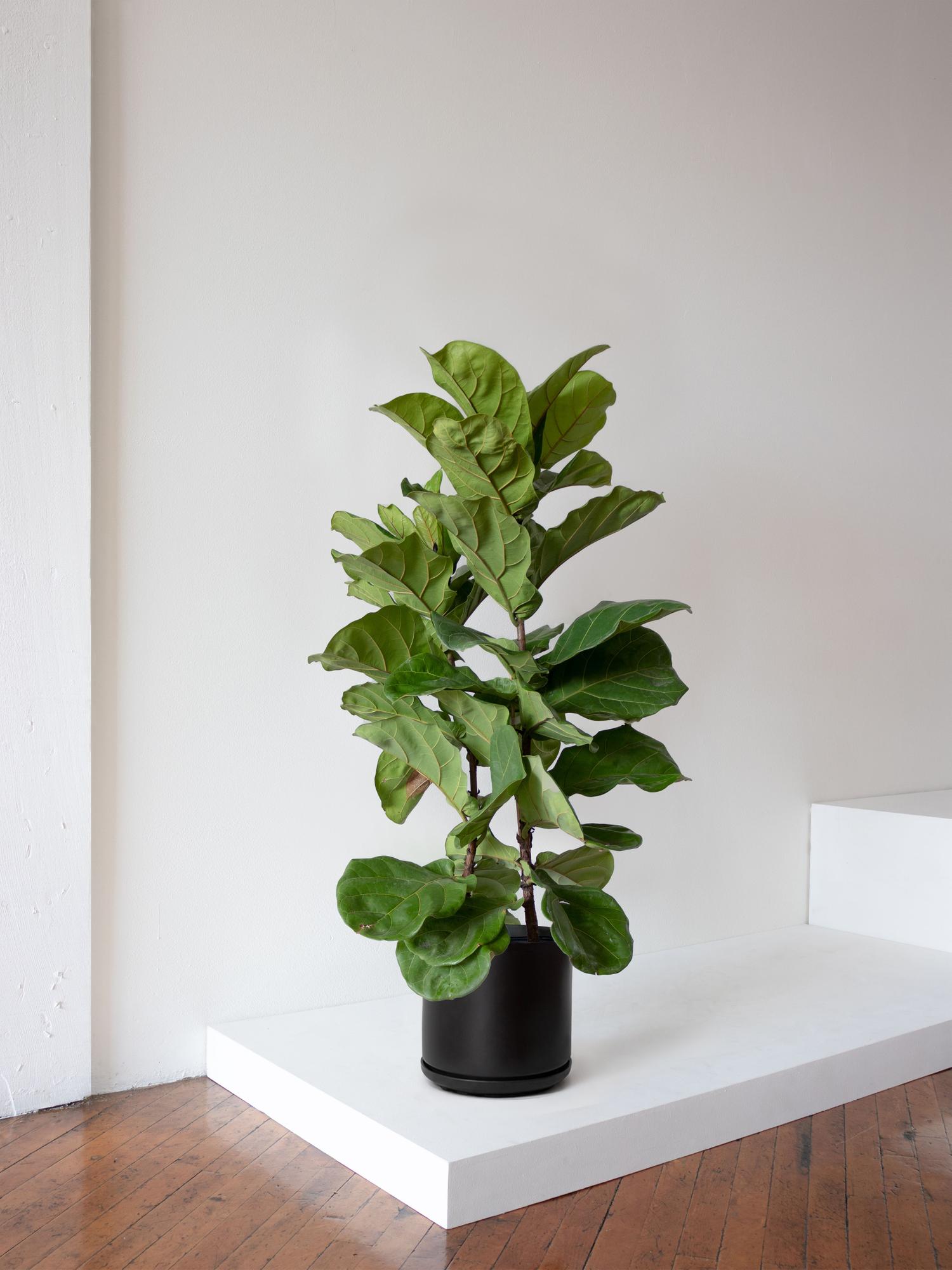 Fiddle Leaf Fig Bush