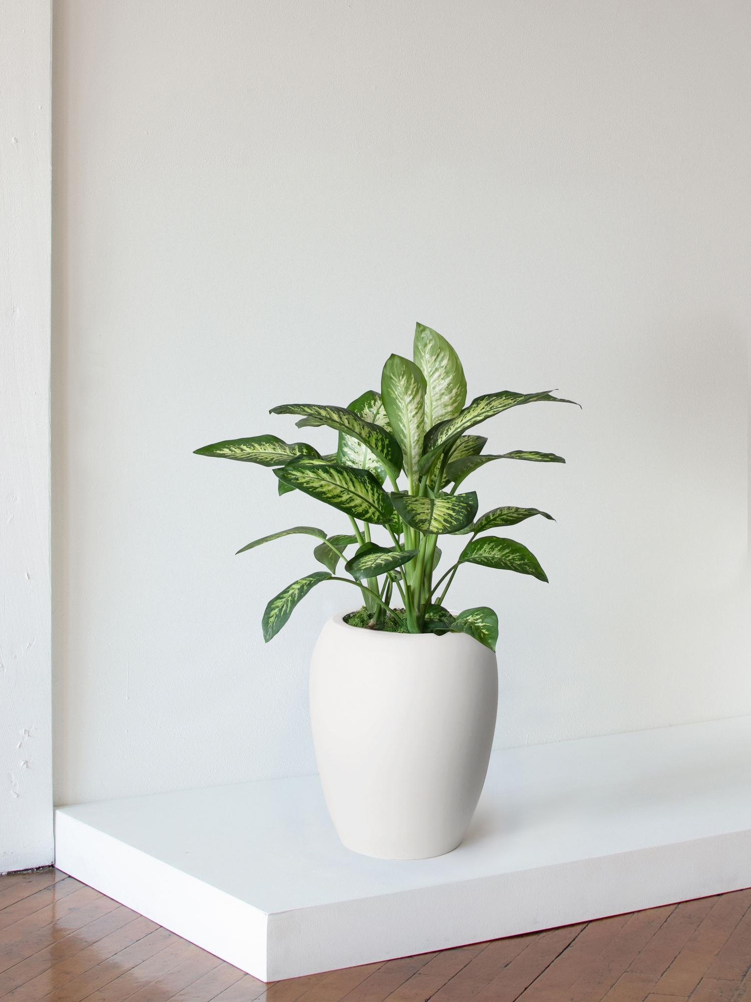 Dieffenbachia