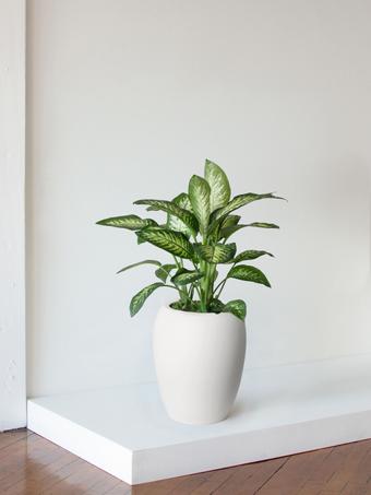 indoor plants picture