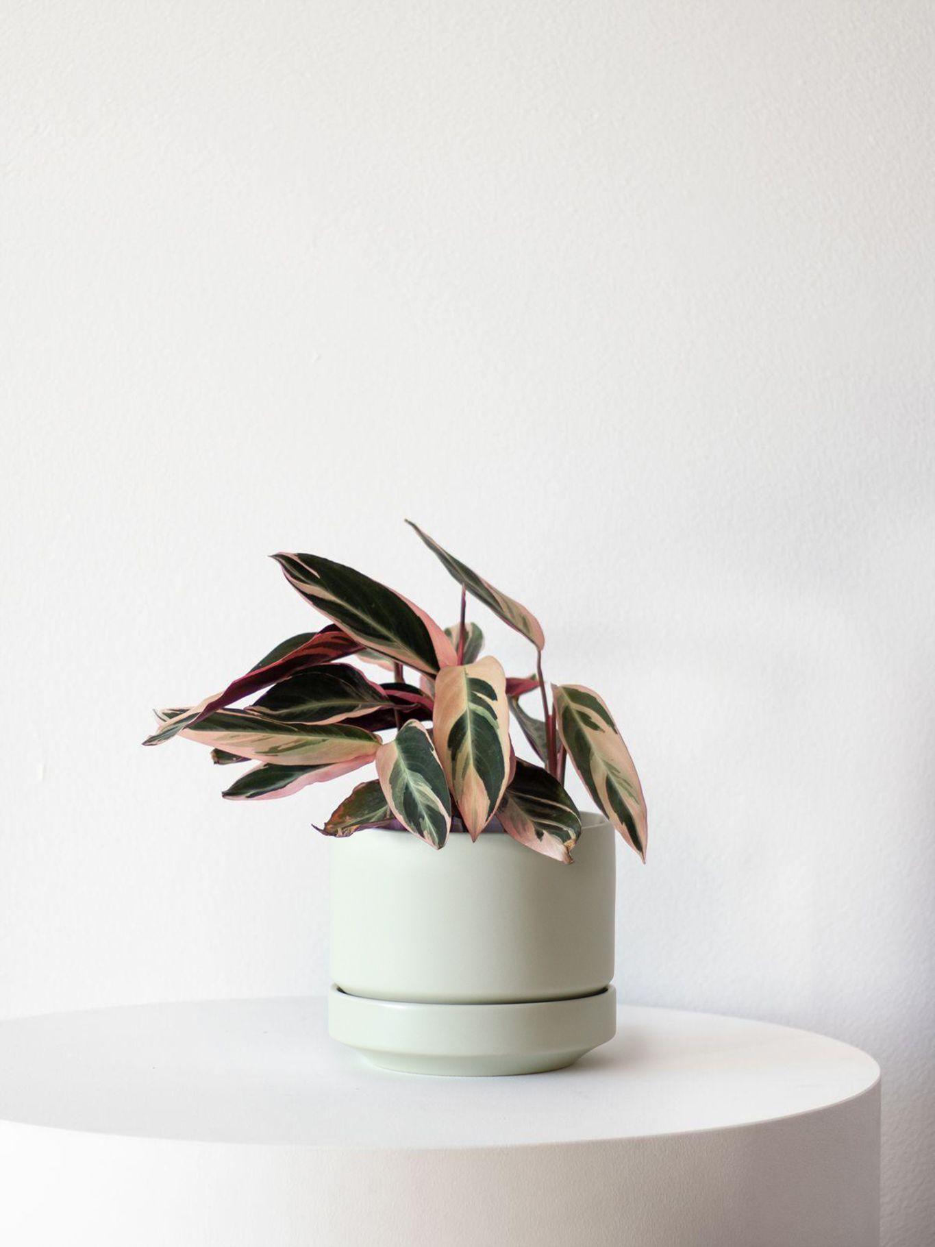 Magenta Triostar - Mint Scandinavian Ceramic 