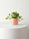 N'joy Pothos