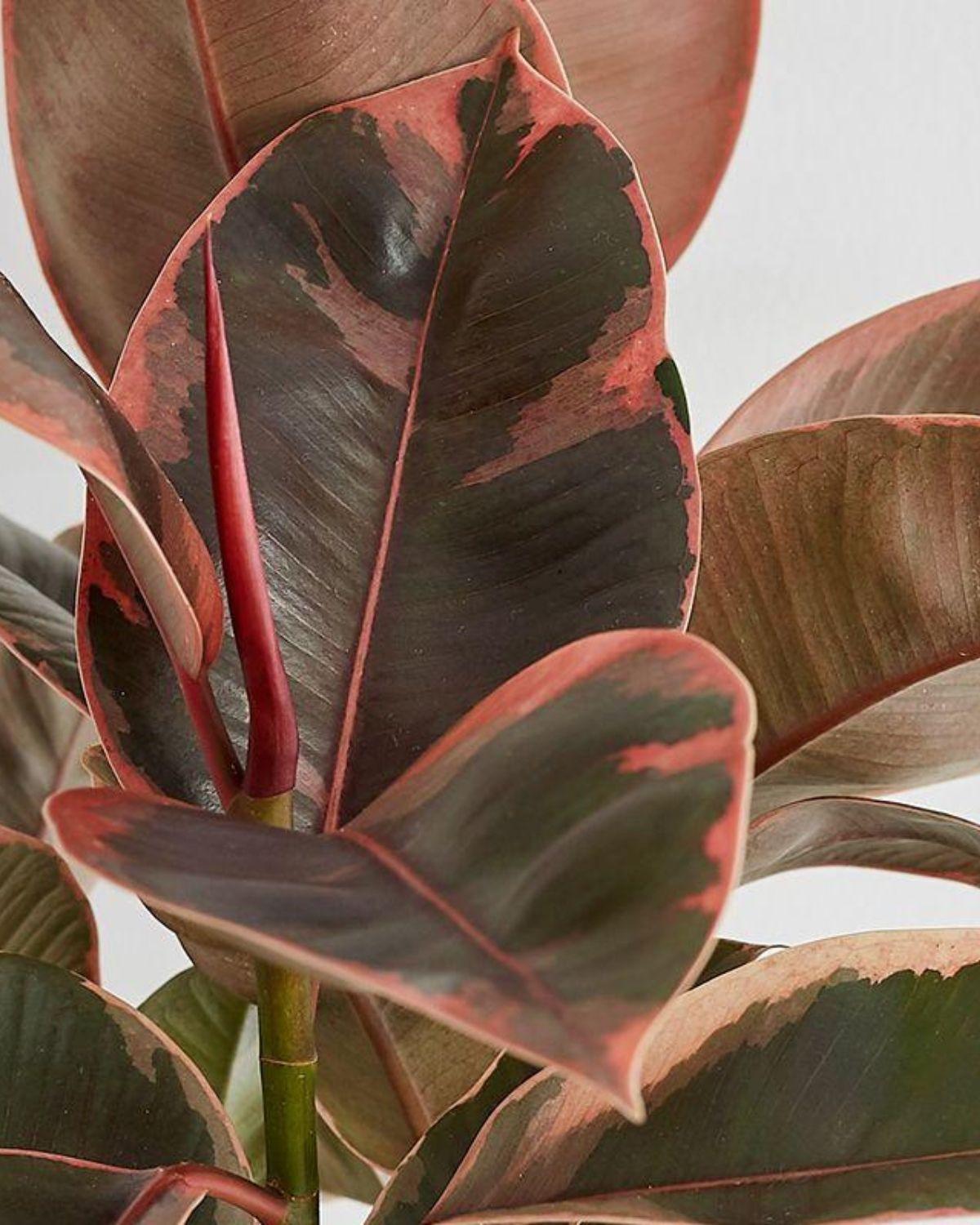 Ruby Rubber Plant